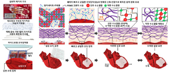 성균관대는 손동희·신미경 교수 연구팀이 봉합술 없이 심장에 부착해 심전도를 측정할 수 있는 '심장 접착 전자 패치'를 개발했다.  성균관대 제공